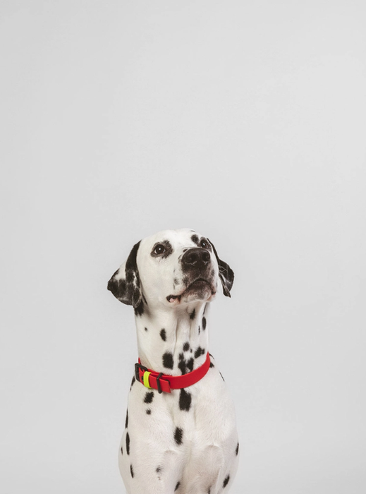 Timeless Coral Collar & Leash Set