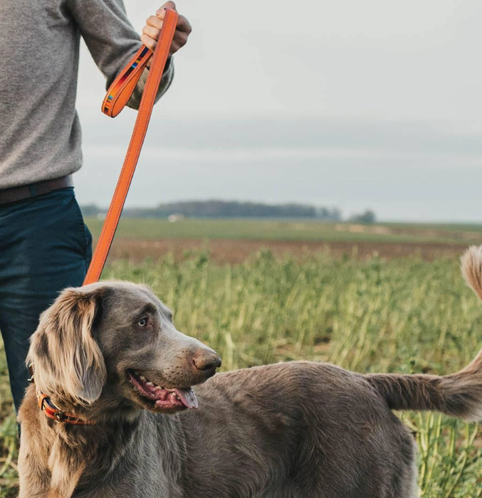 Limited Edition Tikal Collar & Leash Set